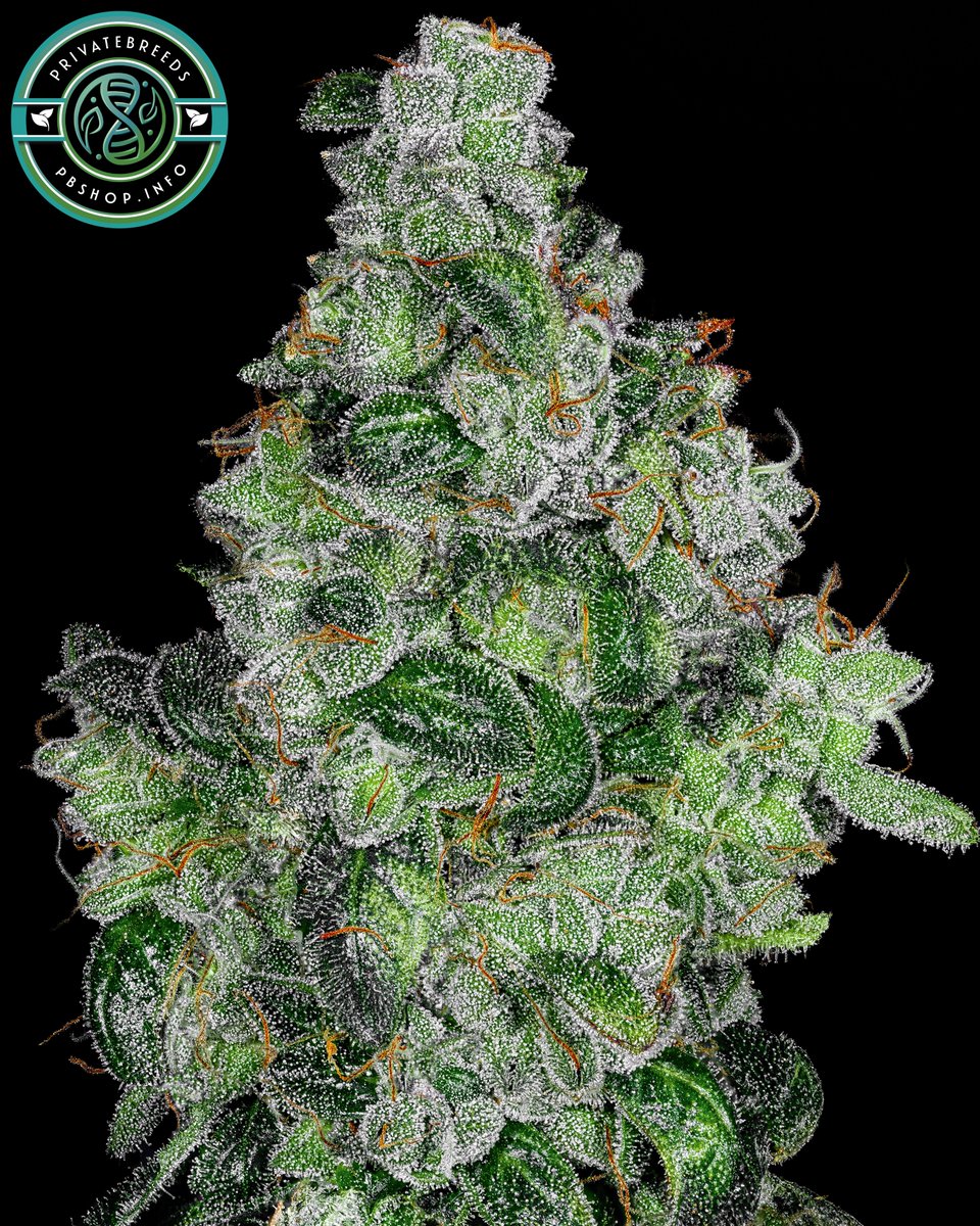 Privatebreeds's tweet photo. 1990s Super Skunk (Sensi Seeds) from Golden Road, grown and photographed by me.

Pure insanity set to look through, crazy levels of stank zero sweetness or nonsense in these.

More details here 🚀 https://t.co/OUNHdUYXzl

Feel free to repost if you enjoy unique genetics. https://t.co/aejC9zRWet
