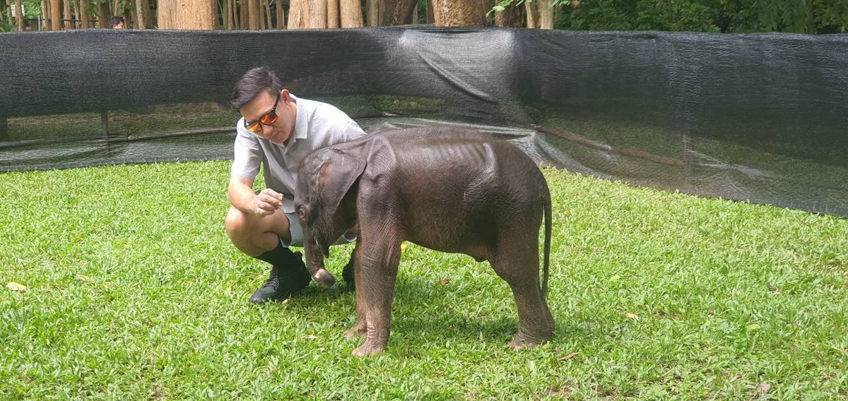 pr_prdnp's tweet photo. 🐘✨ อัปเดตลูกช้างป่าไทรโยค อาการดีขึ้น กินนมได้ปกติ แผลตามตัวอักเสบลดลง เดินเตาะแตะตามทีมพี่เลี้ยงและคุณหมอได้แล้ว พอเหนื่อยก็พักหลับ ตื่นมากินนมต่อได้ปกติ ส่งใจให้น้องแข็งแรงไวๆ นะครับ 💚 #ลูกช้างป่าพลัดหลง #อุทยานแห่งชาติไทรโยค #ลูกช้างไทรโยค https://t.co/EeR0u7xMmC