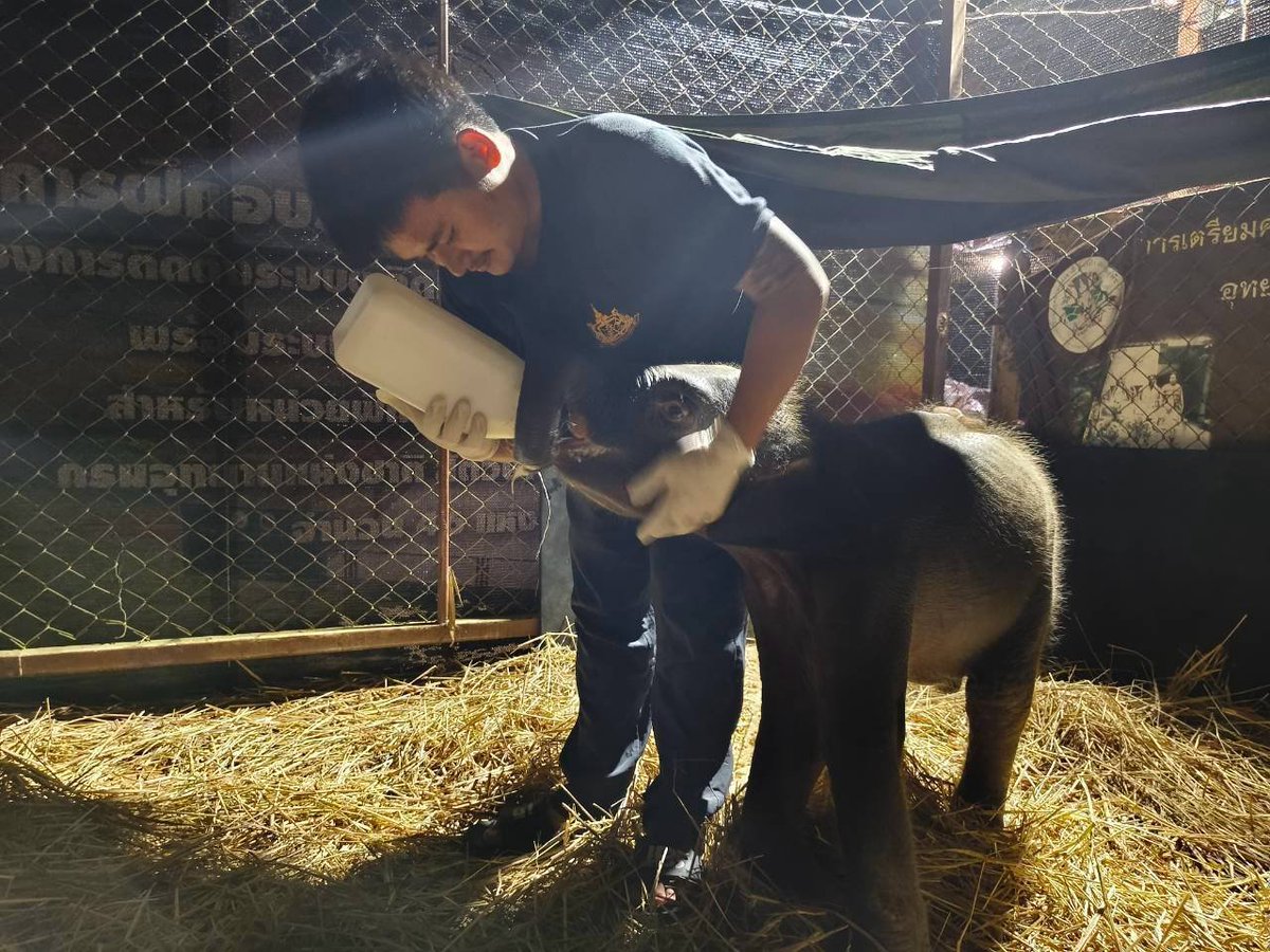 pr_prdnp's tweet photo. 🐘✨ อัปเดตลูกช้างป่าไทรโยค อาการดีขึ้น กินนมได้ปกติ แผลตามตัวอักเสบลดลง เดินเตาะแตะตามทีมพี่เลี้ยงและคุณหมอได้แล้ว พอเหนื่อยก็พักหลับ ตื่นมากินนมต่อได้ปกติ ส่งใจให้น้องแข็งแรงไวๆ นะครับ 💚 #ลูกช้างป่าพลัดหลง #อุทยานแห่งชาติไทรโยค #ลูกช้างไทรโยค https://t.co/EeR0u7xMmC