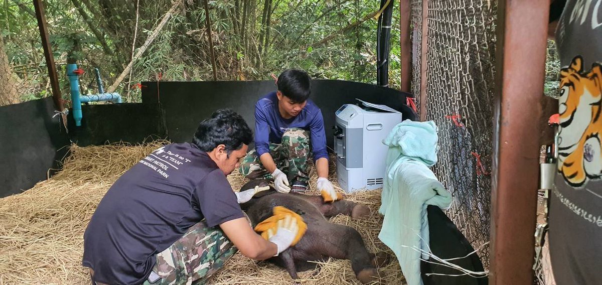 pr_prdnp's tweet photo. 🐘✨ อัปเดตลูกช้างป่าไทรโยค อาการดีขึ้น กินนมได้ปกติ แผลตามตัวอักเสบลดลง เดินเตาะแตะตามทีมพี่เลี้ยงและคุณหมอได้แล้ว พอเหนื่อยก็พักหลับ ตื่นมากินนมต่อได้ปกติ ส่งใจให้น้องแข็งแรงไวๆ นะครับ 💚 #ลูกช้างป่าพลัดหลง #อุทยานแห่งชาติไทรโยค #ลูกช้างไทรโยค https://t.co/EeR0u7xMmC
