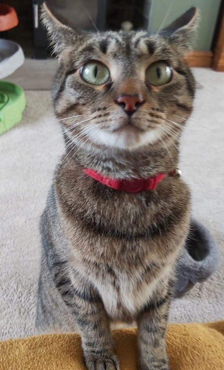 BCWRkittens's tweet photo. This is Blue..
Goodness  knows  why she is still with us at Bradford Cat Watch Rescue and Sanctuary....
If you  think you could offer Blue a forever home Hi there. 
And to begin your BCWR Adoption Adventure  please click the link below and complete the pre adoption enquiry form and Quote Blue.
https://t.co/AeMFaGu2iJ