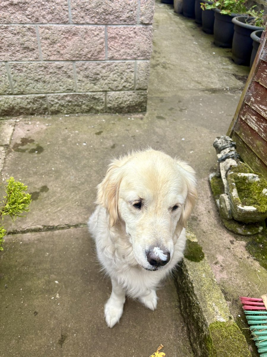lyn_golden's tweet photo. Nope! I’ve no idea who went into the #dove shed when she knows full well she’s #notallowed inside! #busted https://t.co/5L4b4jRBTR