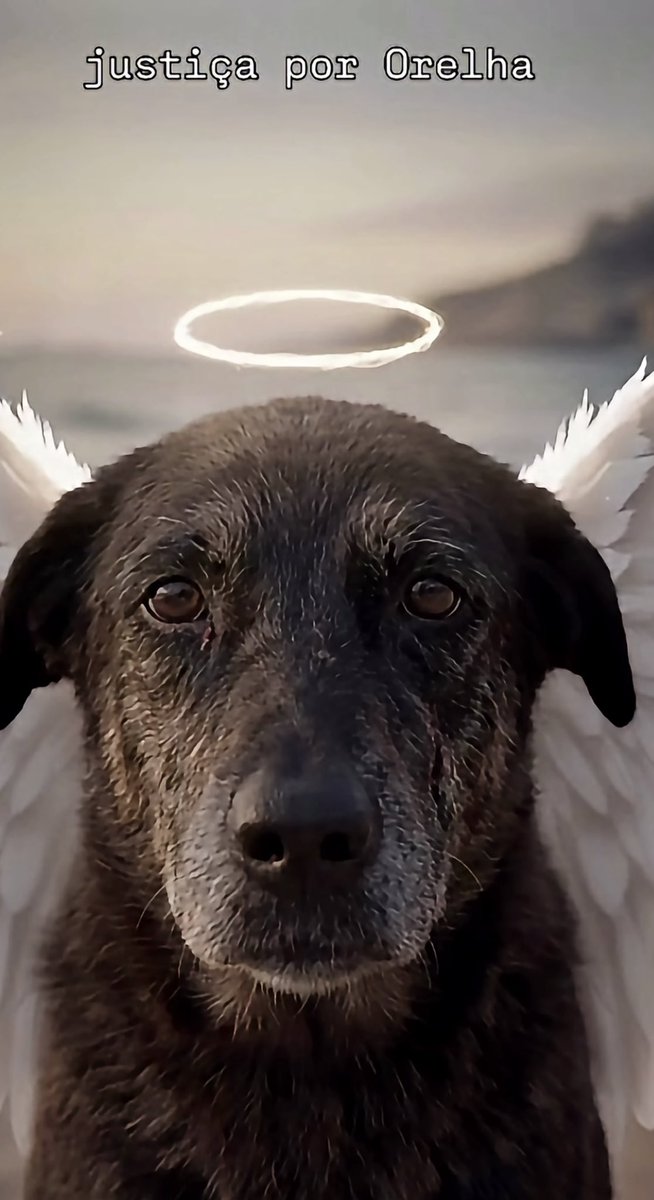 MarcoValverde72's tweet photo. Justiça por Orelha. Que sua história jamais seja esquecida. Não descansaremos enquanto os responsáveis não responderem por tanta crueldade. Toda vida importa. 🐾💔 #JustiçaPorOrelha https://t.co/9VZvqzUwzg