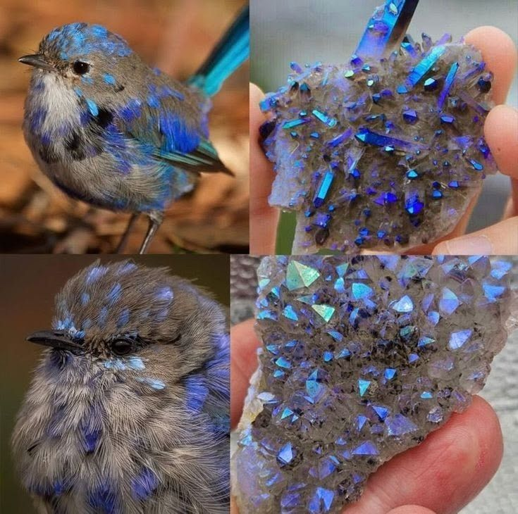 HerodotusWave's tweet photo. A stunning side-by-side of Australia's Splendid Fairywren mid-molt and an Angel Aura Amethyst cluster. https://t.co/7h7n2gek0j