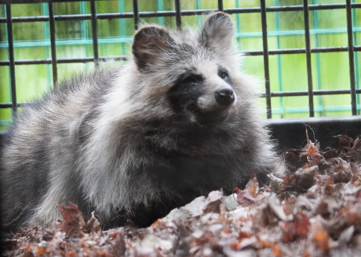 raccoon_d3's tweet photo. これはたしかおびひろ。

＃おびひろ動物園
＃タヌキ https://t.co/tYp86TwyEC
