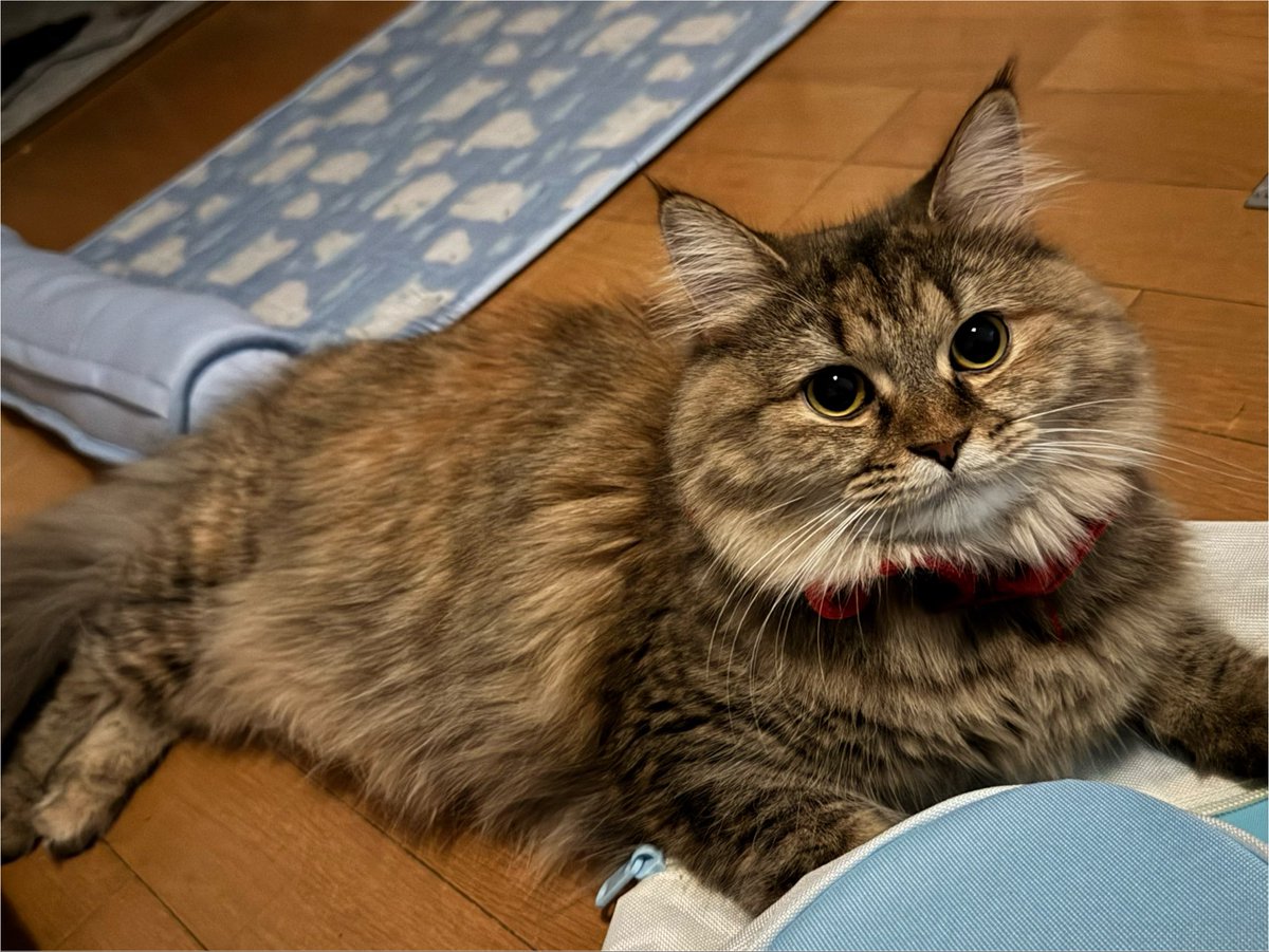poco_dao's tweet photo. 祝ったは祝ったけど、写真とかは忘れてた
8/1で1歳になりました
マンチカンです🐱

ほかの2匹の食べ残しを食べるから太りました😂 https://t.co/kIIFrhjmWz