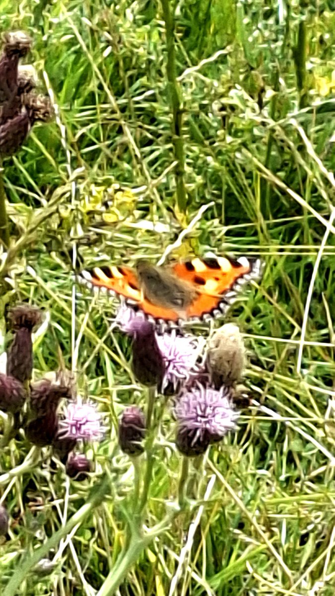 Steve72Outdoors's tweet photo. Few more  from today's  walk in #TheForestofBowland @forestofbowland  #DunsopValley #getoutside  #getoutthere #hiking https://t.co/SuUKoaPjDp