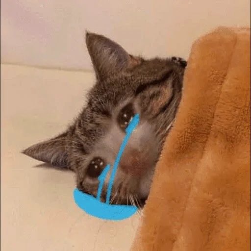 nyul #562 🐈⬛ tweet media