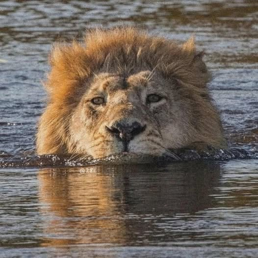 Miigue1993's tweet photo. Podre tener el agua hasta el cuello pero siempre lo logro. https://t.co/dwOUPiopRh