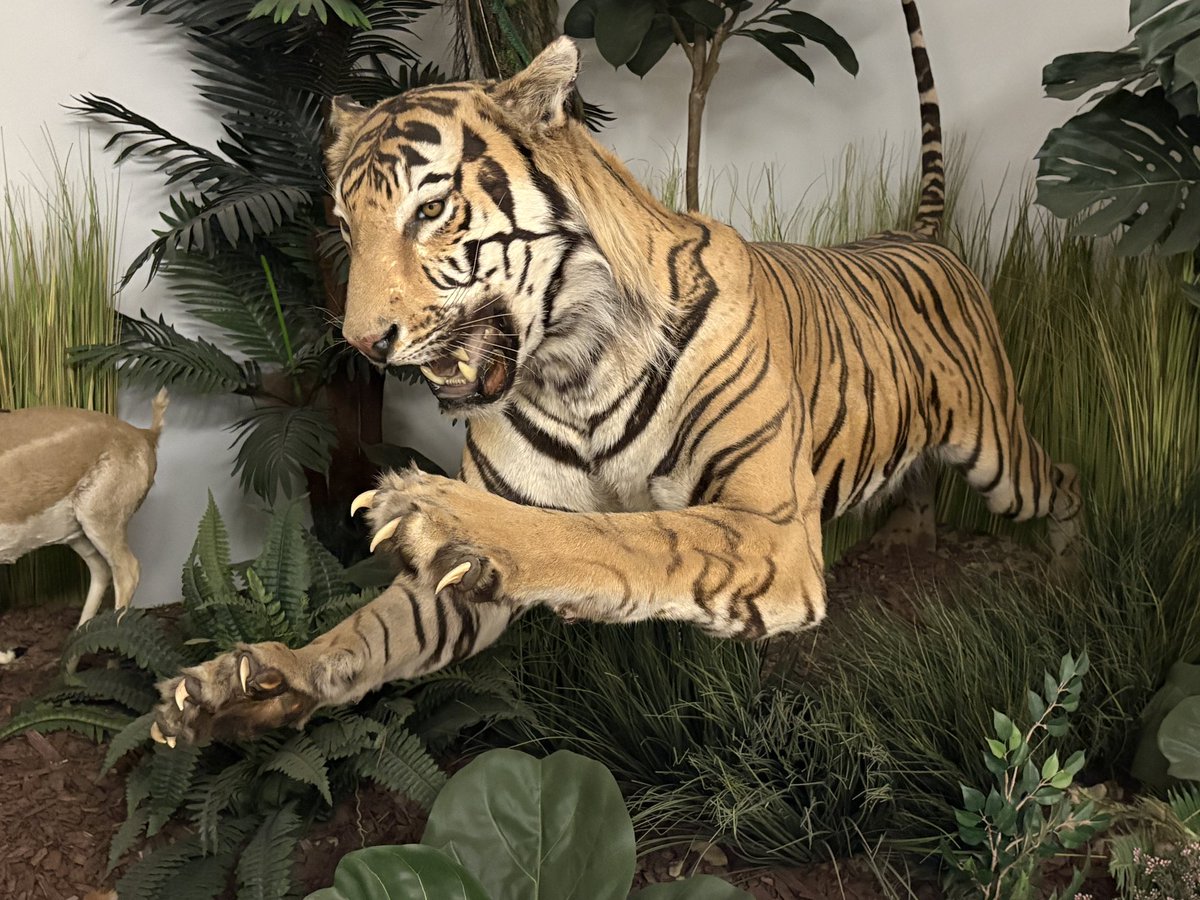 AmericaJR's tweet photo. Yesterday, I visited the Las Vegas Natural History Museum for the first time! #LasVegasNaturalHistoryMuseum https://t.co/uB92PbCswU