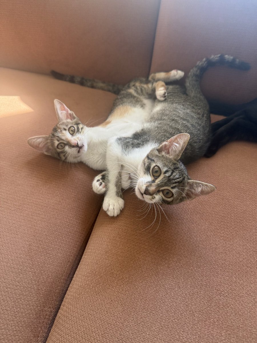 kedi_sesi's tweet photo. Ankara‼️Bebişlere hala yuva bulamadık. Çok zor durumdayız. Kedilerimden biri engelli ve ağır travmalı. O yüzden genelde tek odada tutabiliyorum yavruları. Çok sıkıldılar tek istedikleri oyun oynamak yuva bulmak. Lütfen bi şans verin lütfen. Daha 3 aylıklar. Lütfen rt🙏 https://t.co/IXiS4GPnk7