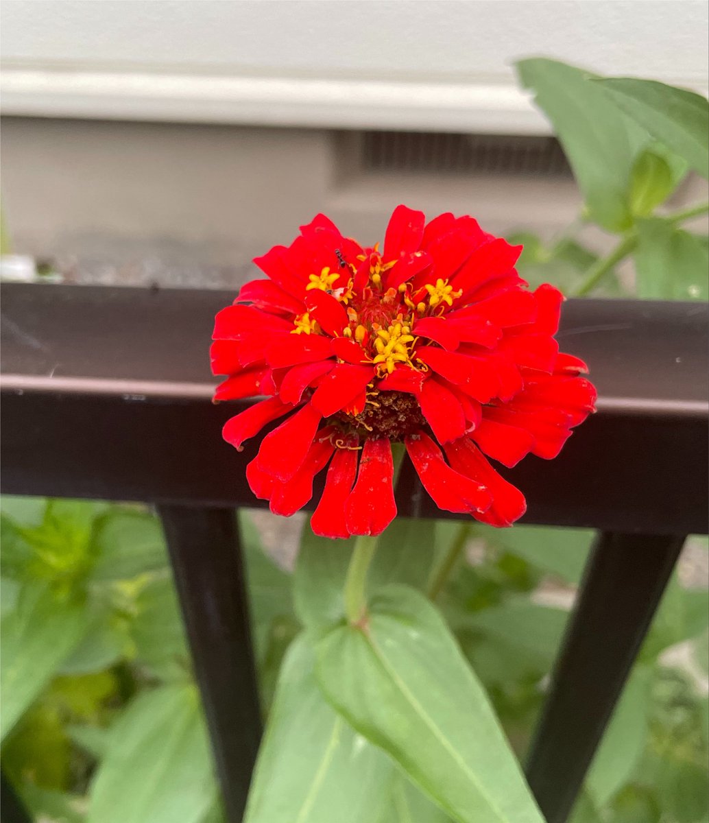 yurucal's tweet photo. おはようございます。

久しぶりに朝のお散歩で見つけた
お花達だよ

#戦争に反対するお花畑の会 https://t.co/zUX4XGG9HB