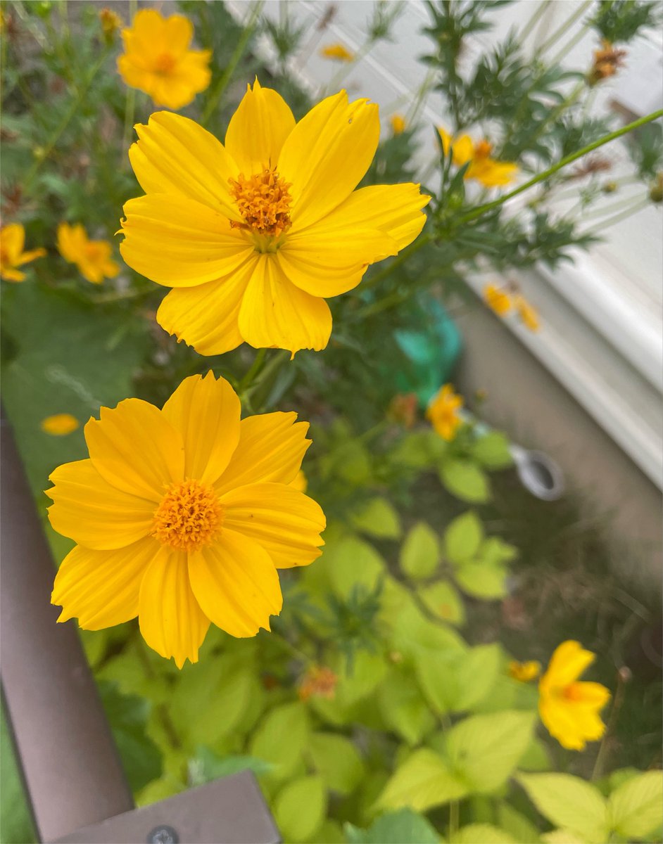 yurucal's tweet photo. おはようございます。

久しぶりに朝のお散歩で見つけた
お花達だよ

#戦争に反対するお花畑の会 https://t.co/zUX4XGG9HB