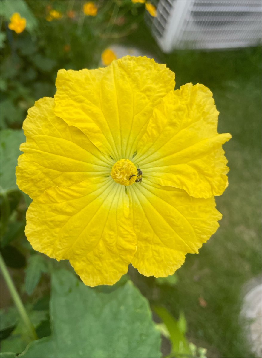 yurucal's tweet photo. おはようございます。

久しぶりに朝のお散歩で見つけた
お花達だよ

#戦争に反対するお花畑の会 https://t.co/zUX4XGG9HB