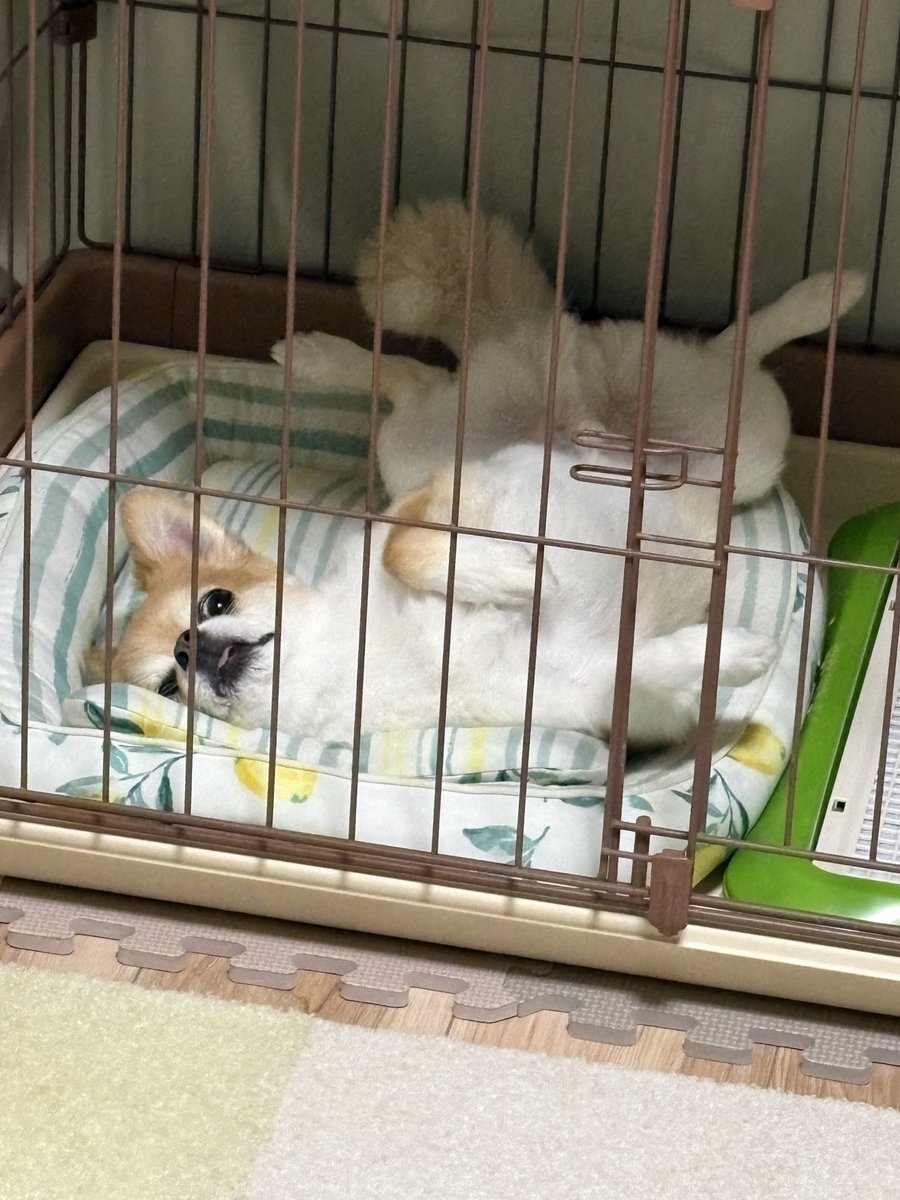 hanimaru38's tweet photo. 暑いのでへそてんで昨夜も寝ました
#へそてん #わんこ #夏 #いぬのいる暮らし #いぬ #4キロ #ちわわ https://t.co/qc6rcqdN66
