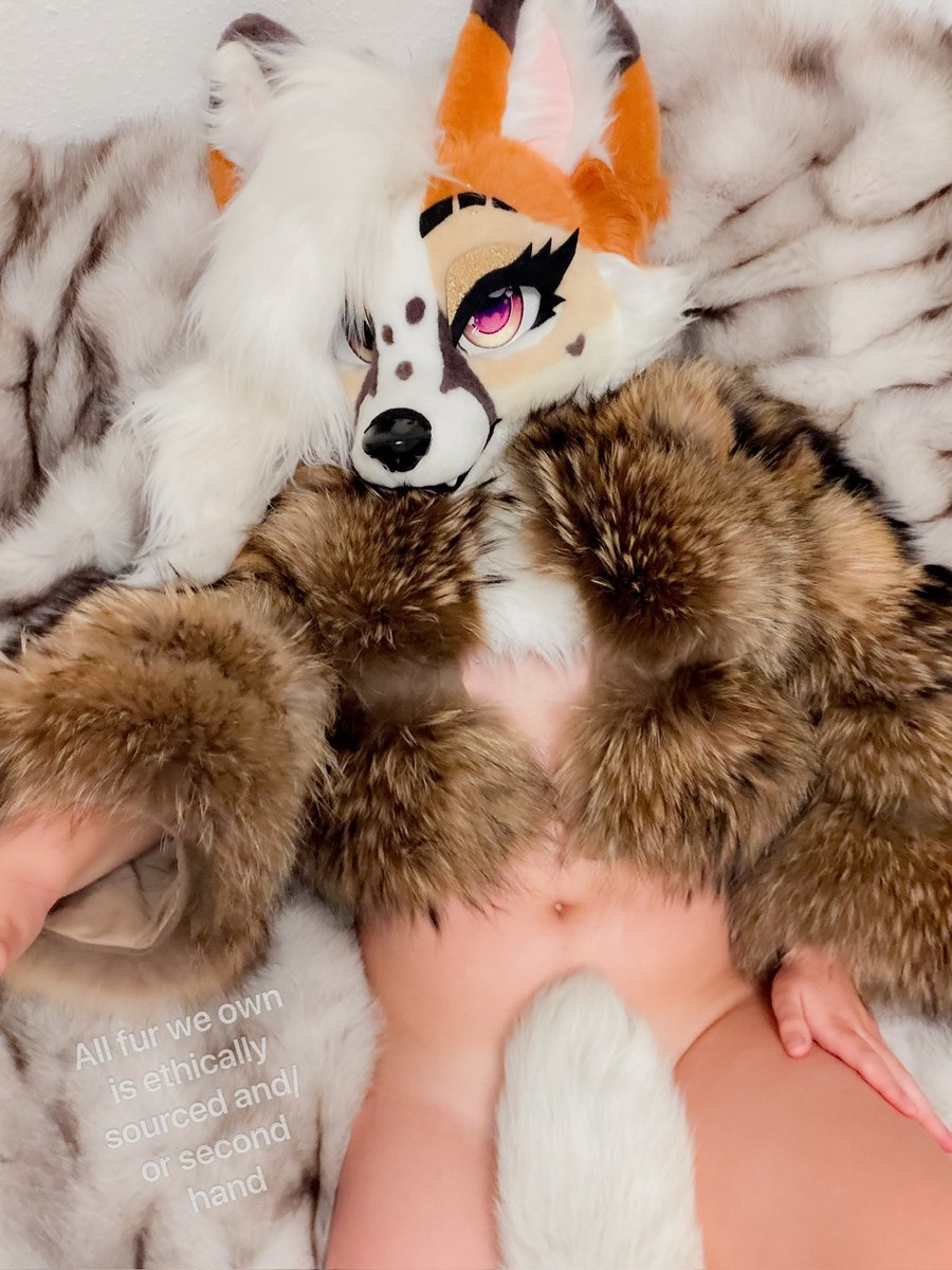 Lunari_AD's tweet photo. ⚠️ Extra fluffy vixen wants pets ⚠️ 
Come feel how soft I am!💕

I do not support buying new fur products, there’s more then enough second hand if you wish to own any ❤️ https://t.co/Qszm5x83ji