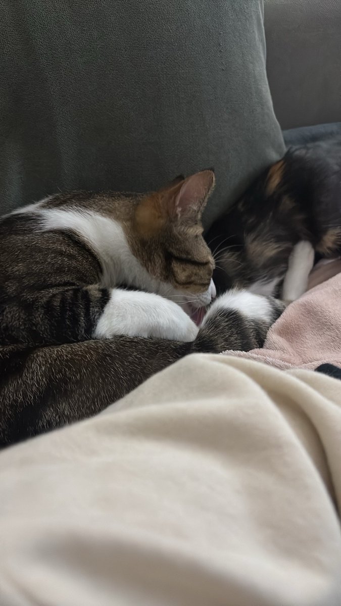 sheisguapa's tweet photo. Ele deixa ela “mamar” e dá banho nela enquanto isso, tipo um pãe https://t.co/uU8nh7wA62