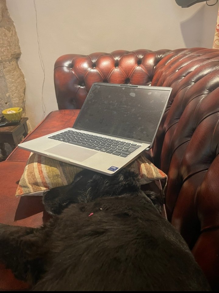 JamesRobert03's tweet photo. Boss trying to work on the sofa. I'm not helping apparently. She's lucky to have me
frankly. #dogsoftwitter #DogsofTwittter
#dogsofx
#zoophillia

#zooprideisvalid

#zoophile
#dogknot
#antizoophile
#zoopride
#antizoo
#zoophilepride
#Bestiality
#zooisnotvalid
#USA
#Torontodoglovers https://t.co/eYQzBalMEb