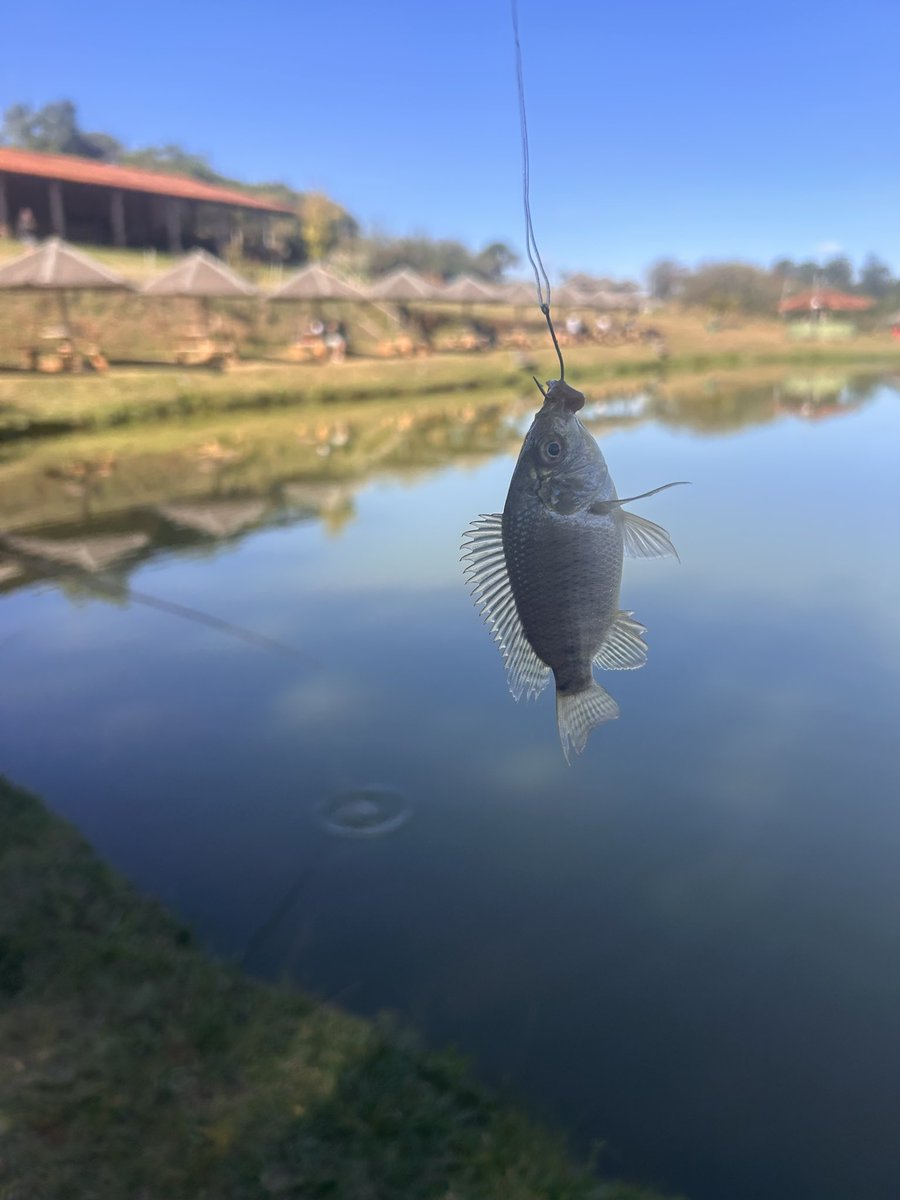 _lelexx_'s tweet photo. hoje fui pescar e consegui pegar um peixão enorme KKKKKKKKKKKKKKKKKKKK https://t.co/STakE6nFhe