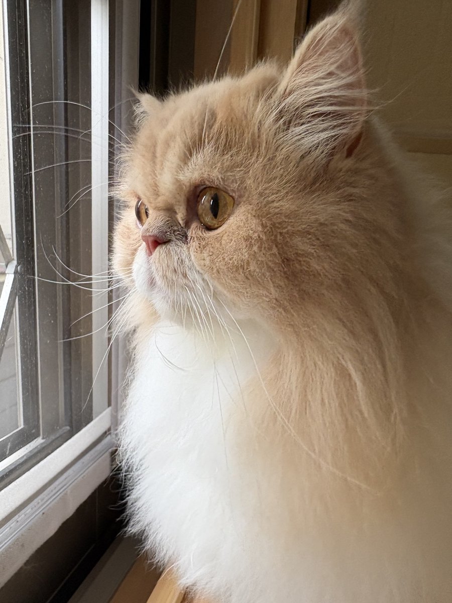 Coolerbox1Cat's tweet photo. ニャルソックにゃん。  
I'm looking out the window.
#ねこ #猫 #猫写真 #猫好きさんと繋がりたい #クーラーボックス #爺顔猫 https://t.co/OKQu8vDgSL