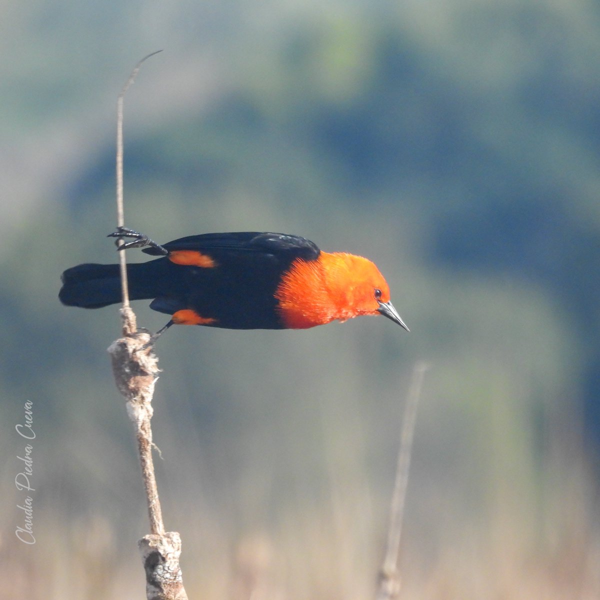 ClauLocura's tweet photo. Same vibes 😎.

🆔 Federal (Amblyramphus horoceliceus). https://t.co/FUusVhQO36