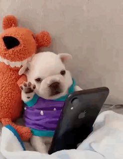 cryptogemdetect's tweet photo. The only Pibble that matters.  
Launched by the actual Pibblepan.  
4FqqLmDcRTeFBJkGUemYwhsUuSPCdUPS6TWqDaLCpump  
$PIBBLE 💗 https://t.co/Qx4pGFn12f