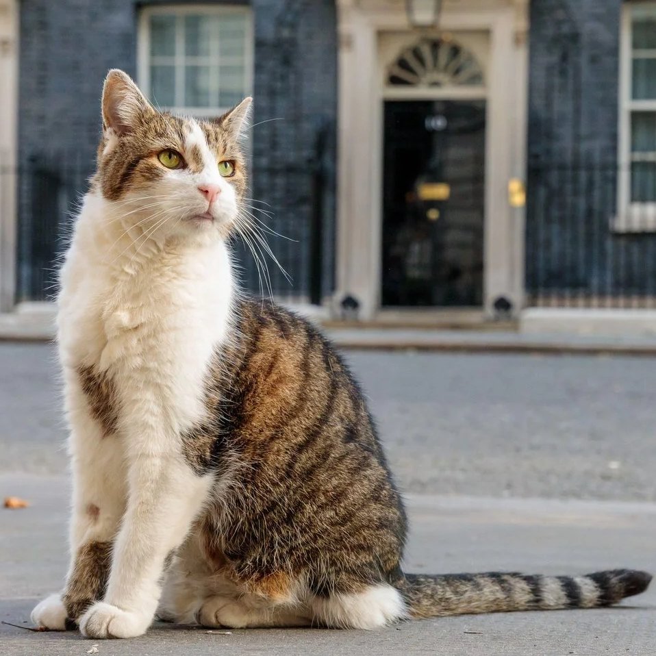 TheUKBase's tweet photo. Happy #InternationalCatDay to the true head of government.

While Prime Ministers come and go, Larry the Cat remains the undisputed ruler of Downing Street. 

15 years on the job, 6 PMs outlasted, and still the most beloved resident in Westminster. https://t.co/E90npRh0LT
