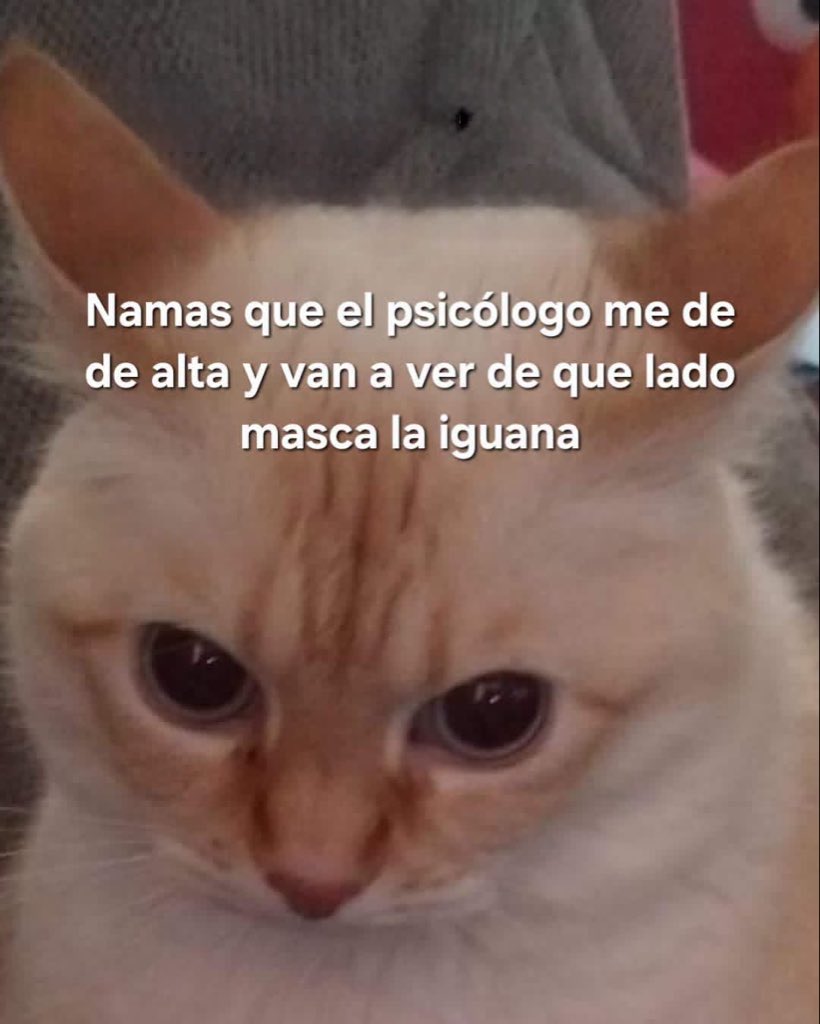 multilulucita's tweet photo. 😼 https://t.co/AJ5TSMiZDv