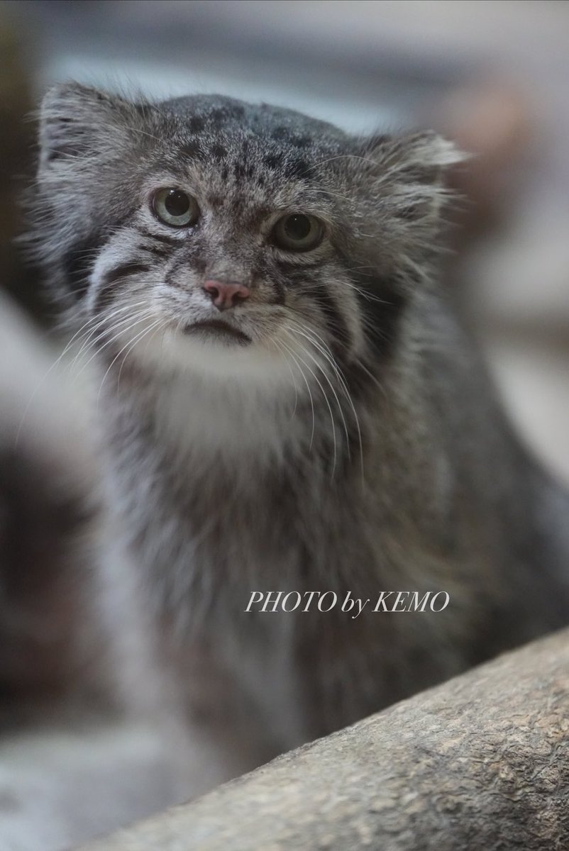 KEMOKEMO56's tweet photo. おはようございマヌル🍁

#マヌルネコ　#上野動物園　#クリョン https://t.co/6VQIx3zvJ3