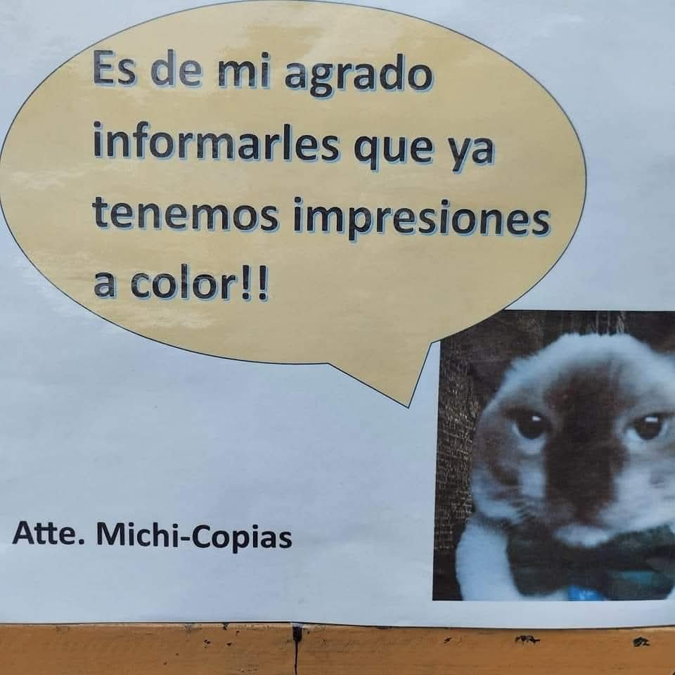 Animalesaprieto's tweet photo. Michi copias https://t.co/r5uz2FQEWA