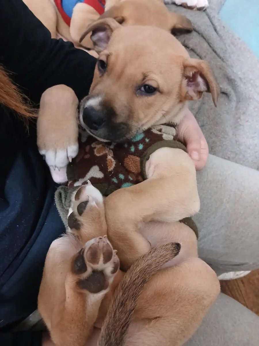 AnimalParaiso's tweet photo. Cachorrito hermoso en adopción, es sumamente sociable, amoroso y buen compañero. Cuenta con su segunda dosis de sextuple y desparasitación al día.

Disponibilidad de adopción para #Limache, #Olmué y otras ciudades cercanas.

Contacto al WhatsApp +569 36784051. https://t.co/kPnOp1bgcX