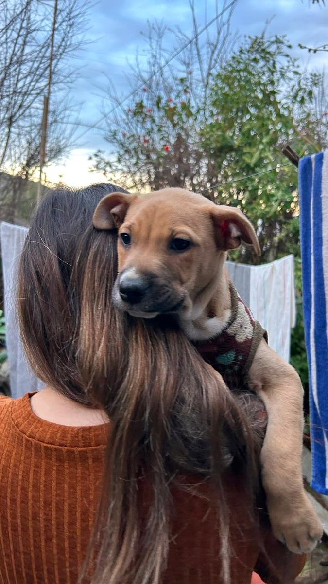 AnimalParaiso's tweet photo. Cachorrito hermoso en adopción, es sumamente sociable, amoroso y buen compañero. Cuenta con su segunda dosis de sextuple y desparasitación al día.

Disponibilidad de adopción para #Limache, #Olmué y otras ciudades cercanas.

Contacto al WhatsApp +569 36784051. https://t.co/kPnOp1bgcX