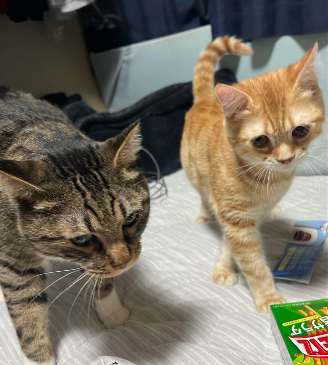 178nakashima's tweet photo. おはようございます🌞
週の始め月曜日✨
熱中症🥵には気をつけて
お互い頑張って生きましょう💪🔥
8月も宜しくお願いします🙇🏻‍♂️⤵️ https://t.co/Or3cqJKSTl