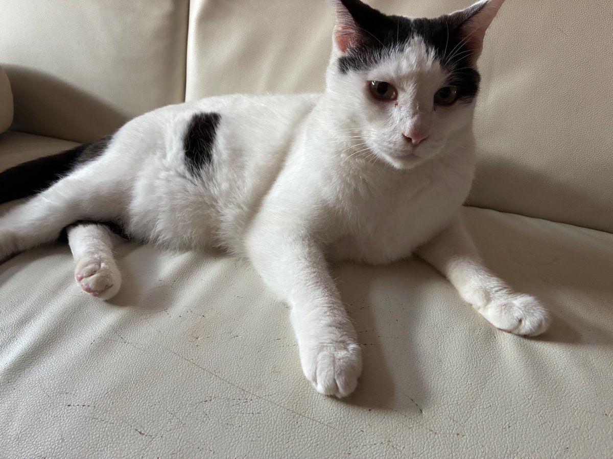 showjyoneco's tweet photo. おはようございます🍀

8月初出勤です。
今日も猛暑。それより熱帯夜が続くのが堪えます🥵

台風の進路も気掛かり🌀
週末にかけて沖縄に近づく予報ですが、そこから曲がったりせんのかい？😅

では今月も頑張りましょう😊
行ってきます😸

今日の日直：烈火（7歳♂）

#おはよう0803r8 #猫のいる暮らし𓏲𓎨