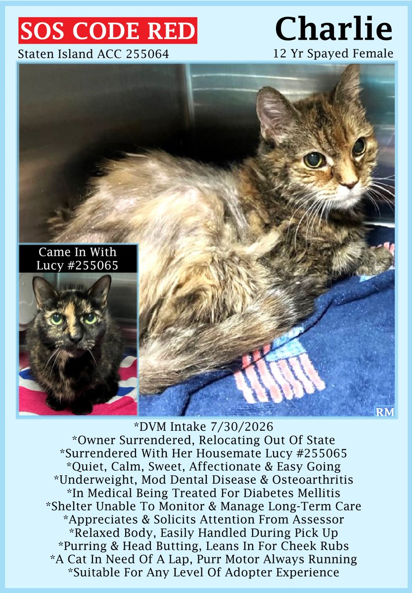 sachikoko's tweet photo. 🆘CODE RED🆘TBK TUE 8/4/26🆘🙏🏾PLZ SHARE🆘
🙏🏾PLZ #PLEDGE 2 SAVE MY LIFE
💘Sweet 12YO #Senior #Torbie Kitty "CHARLIE"💘
💔😿Owner Moving, Is Underweight W/ Diabetes
🚨Needs #Adoption #Rescue #Foster🚨
▶255064 https://t.co/Rb1D1gDFAW
🙏🏽#AdoptDontShop
#StatenIsland #NYCACC #Cat https://t.co/WV6lfZ4hdW