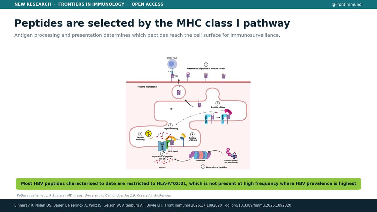 DrRickySinharay's tweet photo. Peptides are selected for presentation to CD8+ T cells by the MHC-I antigen processing and presentation pathway. Most #HBV peptides characterised to date are restricted to HLA-A*02:01, which is not present in high frequencies where HBV prevalence is highest #MHC #Immunology https://t.co/w9kuuykudw