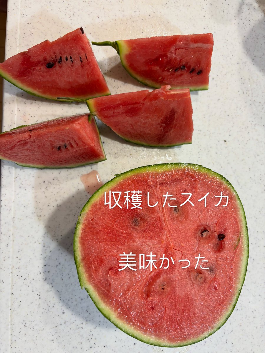 ktmkhis's tweet photo. 収穫したスイカを食べた

家庭菜園にしては上出来の味

水分、塩分補給が出来ました https://t.co/TU8U6BbmEs