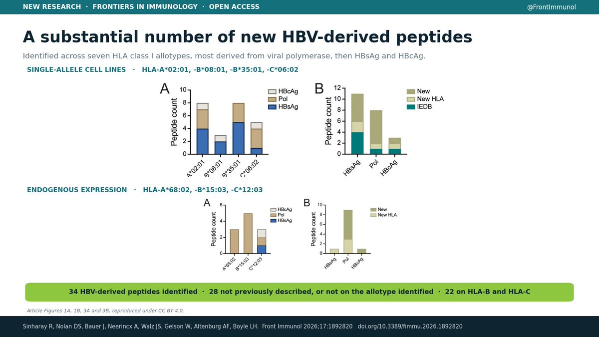 DrRickySinharay's tweet photo. We discovered a substantial number of new HBV-derived peptides which are presented on HLA class I allotypes that are more prevalent in regions where HBV is endemic #HBV #Immunology https://t.co/YxfIkkEEQn