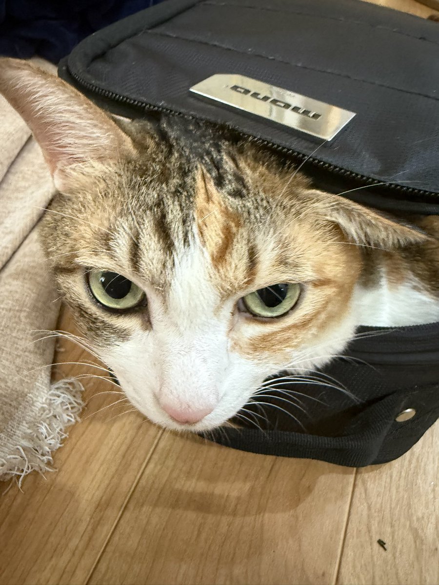 mori_tsubasa's tweet photo. おはよう！ https://t.co/NqowQwUR8z
