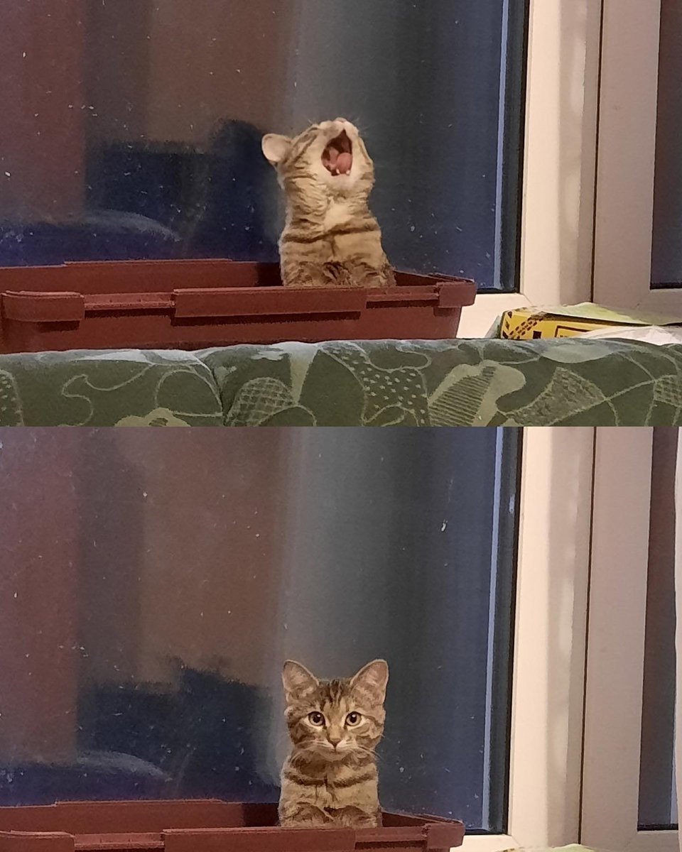 PunchingCat's tweet photo. https://t.co/ZEfi4pwhtR