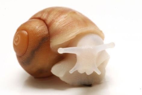 snailorexia's tweet photo. okieee doing this intro once again #edrtwt 

𑣲 Snail

𑣲 23

𑣲 Vegetarian

Like for moots !!! zᶻ ૮˶- ﻌ -˶ა⌒)ᦱ https://t.co/RteC4COSAp