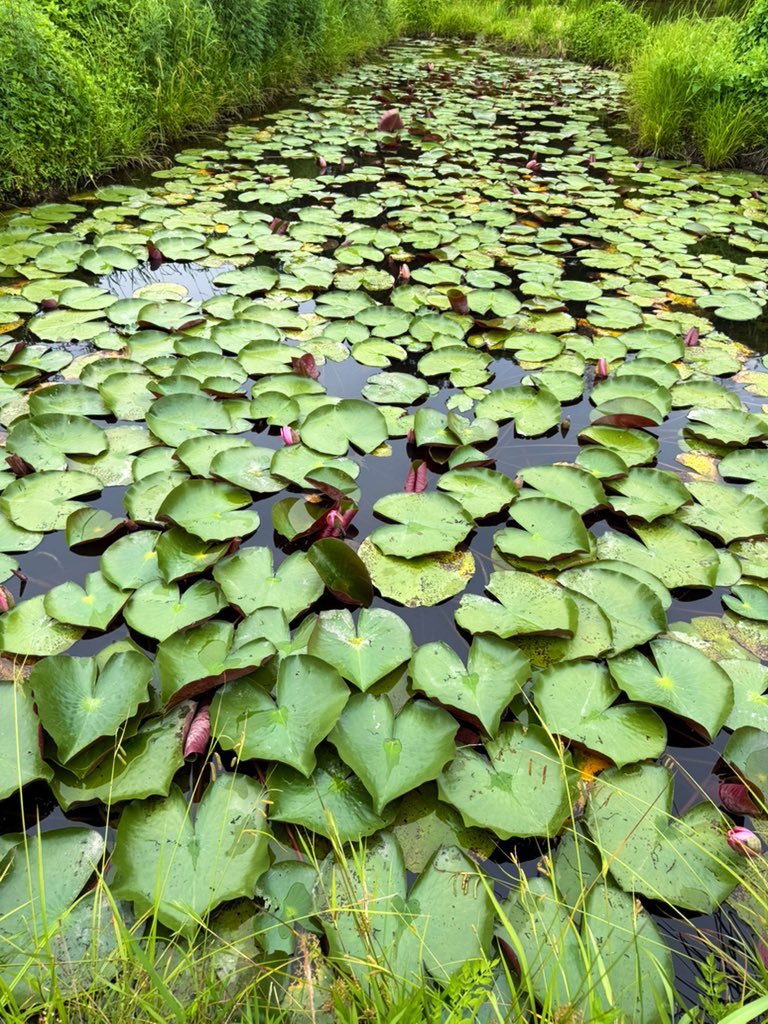 simantokoubou's tweet photo. 生物多様性の議論見てて勉強になる物もあるから面白い、

『休耕田を利用して湿地帯を作って生物を保全する』は流石に『田んぼとして活用して米作っら？』…ん？それ農家やんてっ原点回帰した。

田んぼは簡単に湿地になると思うかもですが、そこに水がくる長い水路も管理しないといけませんので、それなら米作った方が良くね？って思った。

画像は四万十市にある【とんぼ公園】この湿地を管理するのは凄く大変そうでした。