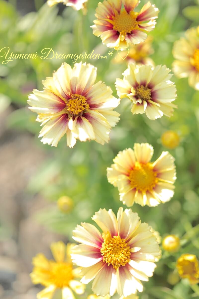 yumemi2288's tweet photo. おはようございます😊

今週も宜しくお願いします
🌸🌺🌼🌸🌺🌼🌸🌺🌼🌸

❁.｡.:*:.｡.✽.｡.:*:.｡.❁.｡.:*:.｡.✽.
#TLをお花でいっぱいにしよう　　#我が家の花 https://t.co/6FjfF8SJtg