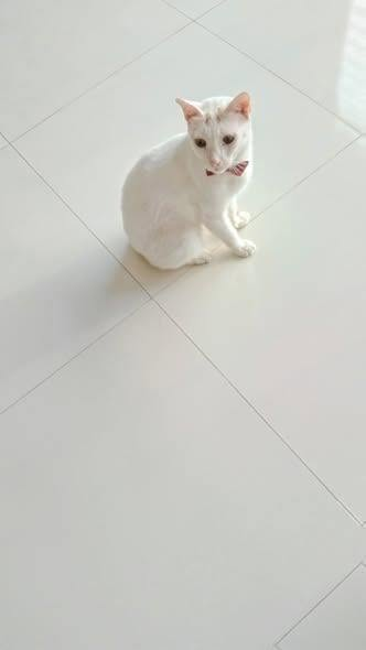 Nbrist2's tweet photo. Ceasar is just sitting here politely, waiting for his daily serving of treats. Rate his dapper look! π·π·
#whitecat #cutecats #catsofinstagram #catsoftiktok #catlife #meow #catloversworld #dappercat https://t.co/vdtnynNCfA