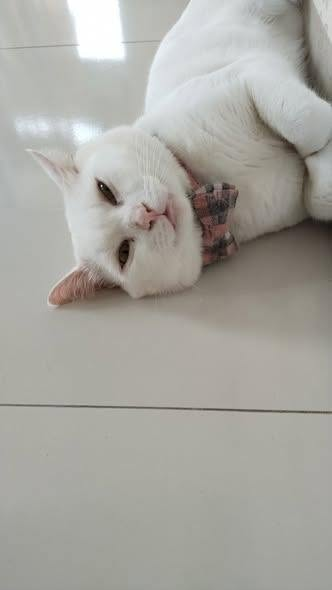 Nbrist2's tweet photo. CEO of casual floor modeling. π·π· Stuart is bringing all the sleepy but stylish vibes to your feed today!
#cutecat #catsofinstagram #catlife #meow #catlovers #lazycat #dappercat #fluffycat #cuteanimals https://t.co/mcVs3iIYQF