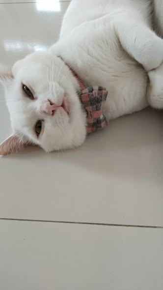 Nbrist2's tweet photo. CEO of casual floor modeling. π·π· Stuart is bringing all the sleepy but stylish vibes to your feed today!
#cutecat #catsofinstagram #catlife #meow #catlovers #lazycat #dappercat #fluffycat #cuteanimals https://t.co/mcVs3iIYQF