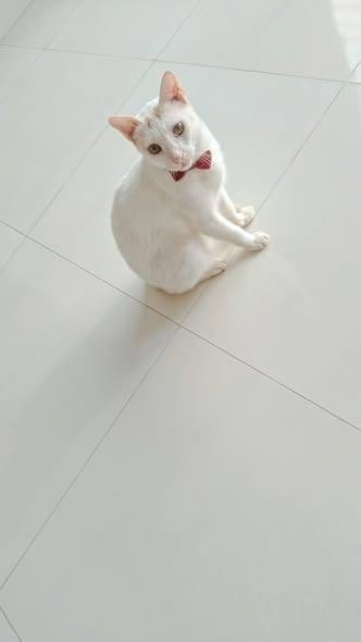 Nbrist2's tweet photo. Ceasar is just sitting here politely, waiting for his daily serving of treats. Rate his dapper look! π·π·
#whitecat #cutecats #catsofinstagram #catsoftiktok #catlife #meow #catloversworld #dappercat https://t.co/vdtnynNCfA