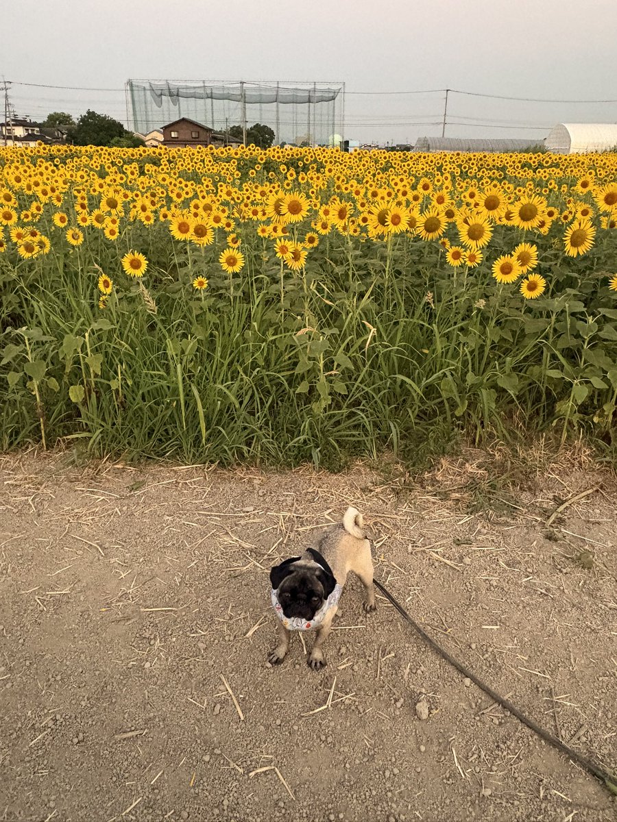 asobeikun's tweet photo. おはようワン
向日葵畑行ってきた🌻
#パグズ https://t.co/K9oLUIw5Yk