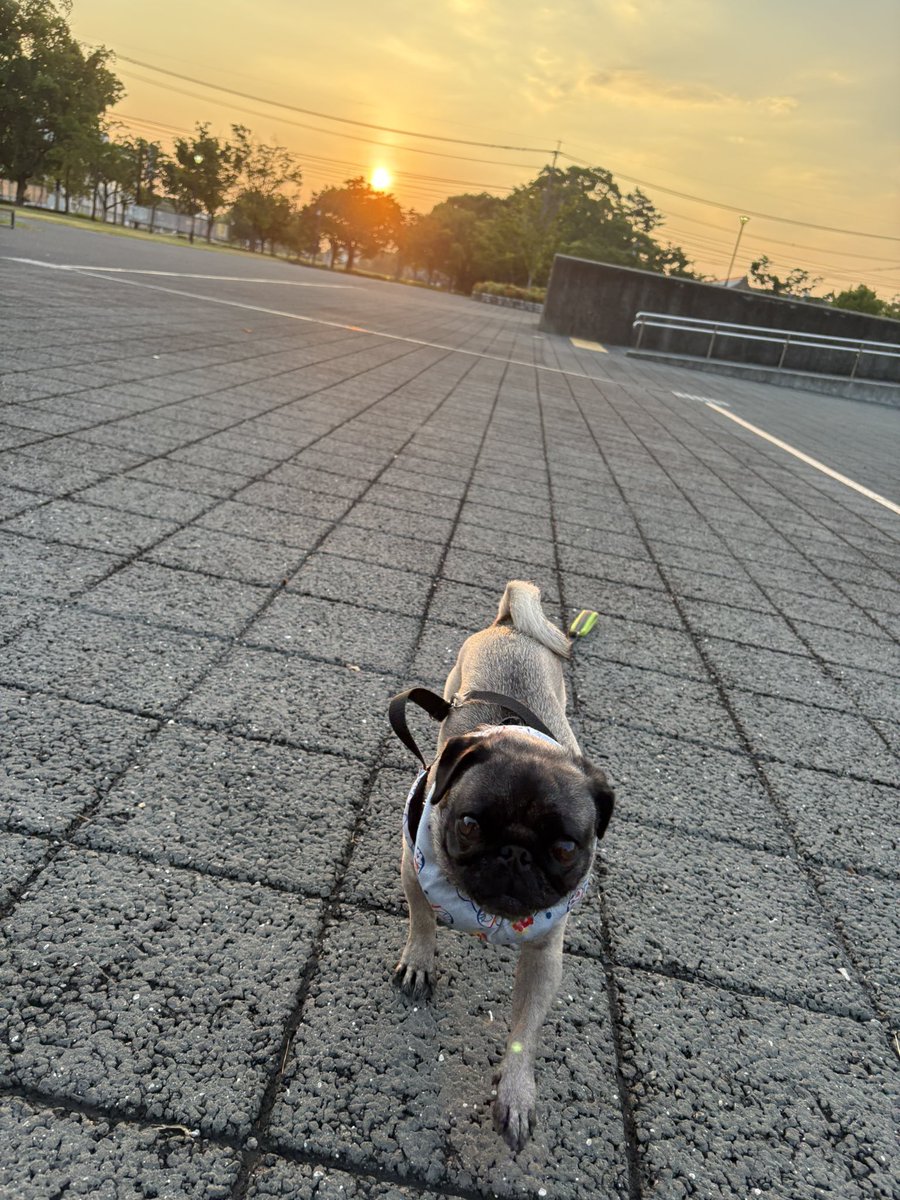 asobeikun's tweet photo. おはようワン
向日葵畑行ってきた🌻
#パグズ https://t.co/K9oLUIw5Yk