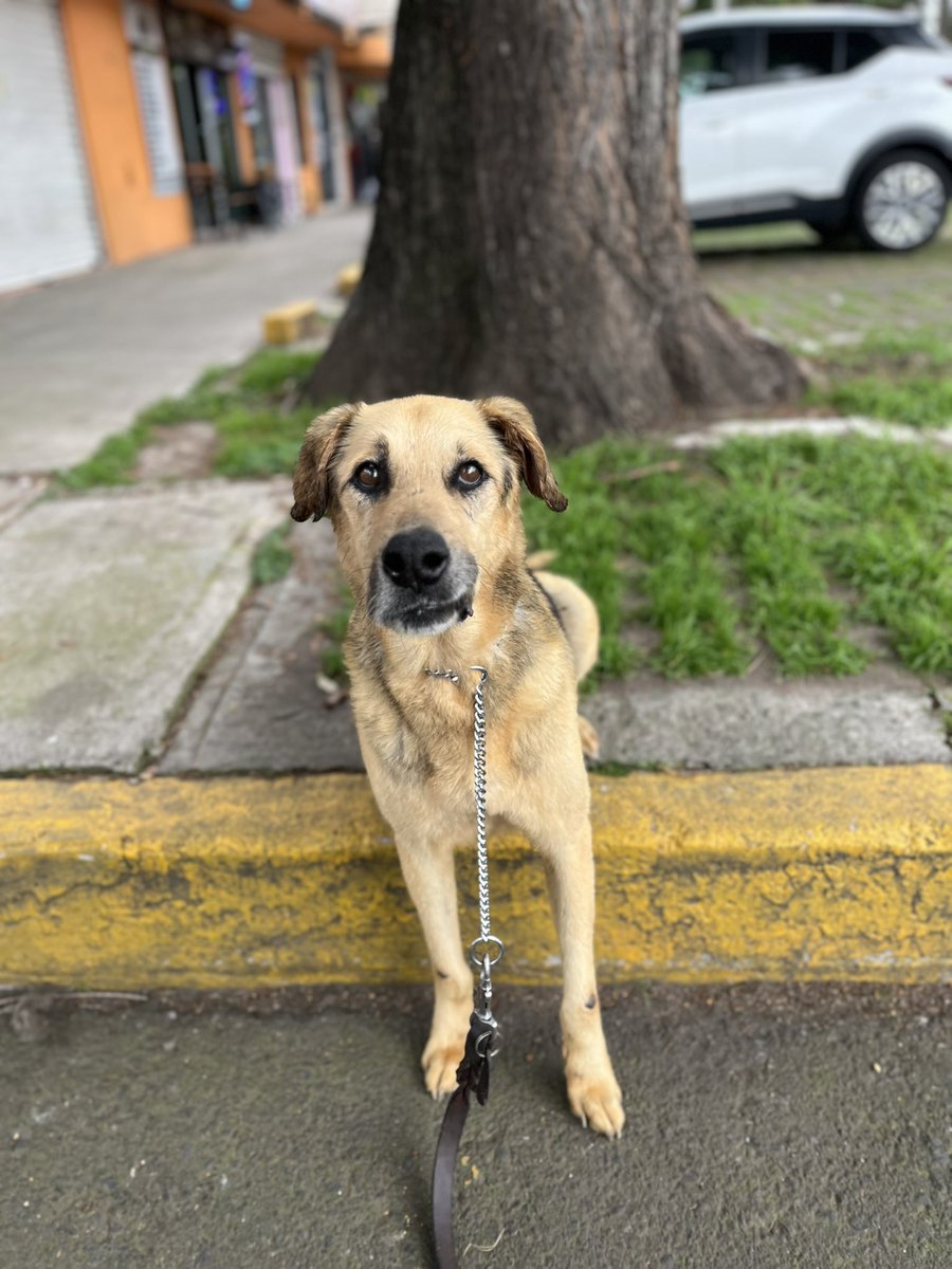 HELA_MORE's tweet photo. Amigos,aquí molestando
 (como siempre,sí lo sé,una disculpa)

Aún tenemos pendientes de pago 3 pensiones de Iztapalapa correspondientes a junio,algunos traslados y unos gastos veterinarios de viernes y sábado.

Si en su corazón nace ayudarnos a pagar se los agradeceríamos muchísimo.🤍